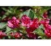 Вейгела цветущая Бристоль  Руби (Bristol Ruby)С2